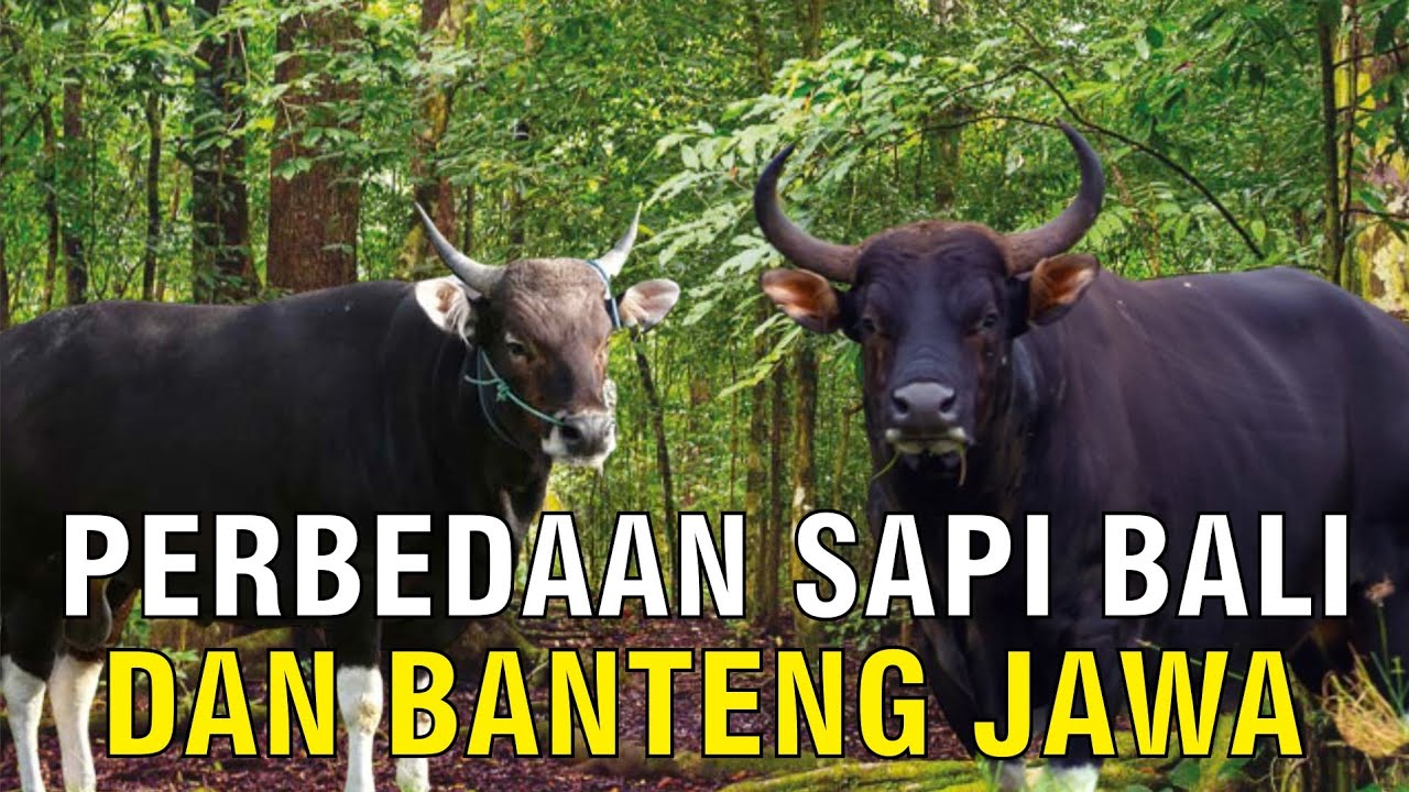 
                                 Sapi-Bali-Banteng-Jawa